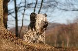 SKYE TERRIER